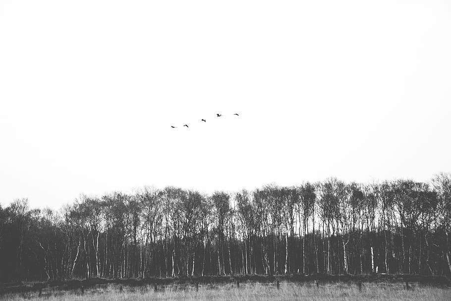 germany, schleswig-holstein, forest, trees, birch, birds, nature HD wallpaper