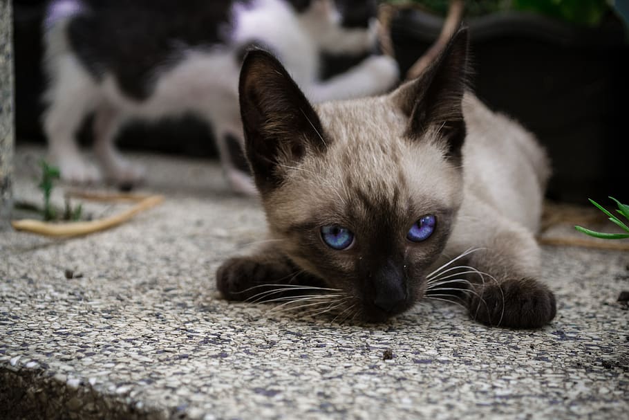 cat, kitty, pet, feline, animal, adorable, domestic, portrait HD wallpaper