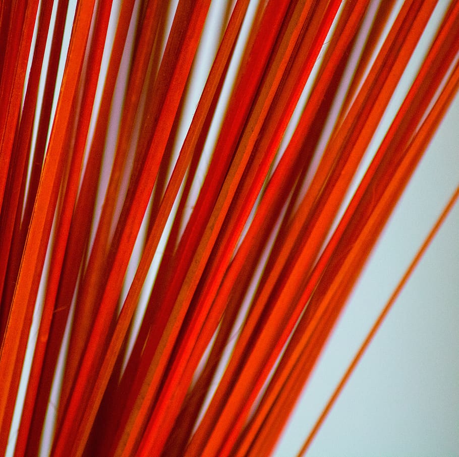 red, pattern, plant, plants, lines, orange, close-up, no people HD wallpaper