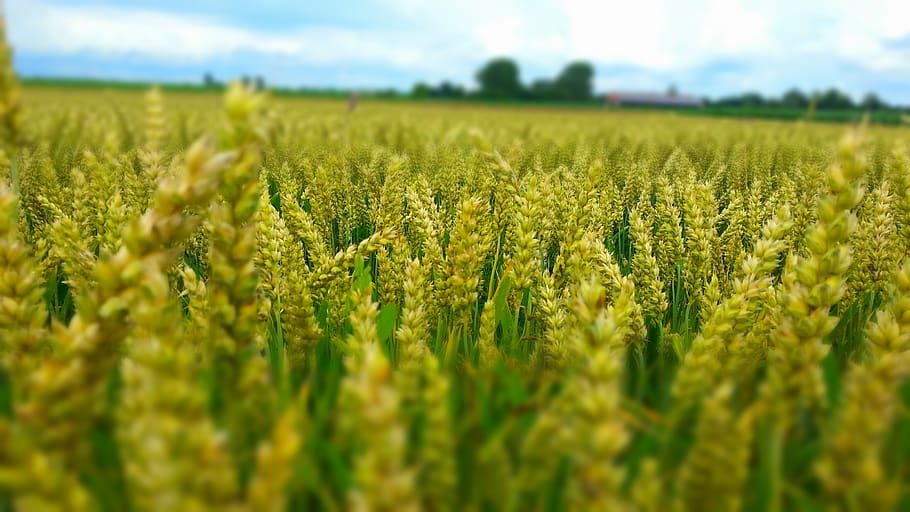 outdoor, cloud, cereal, field, scenery, oat, closeup, lawn HD wallpaper