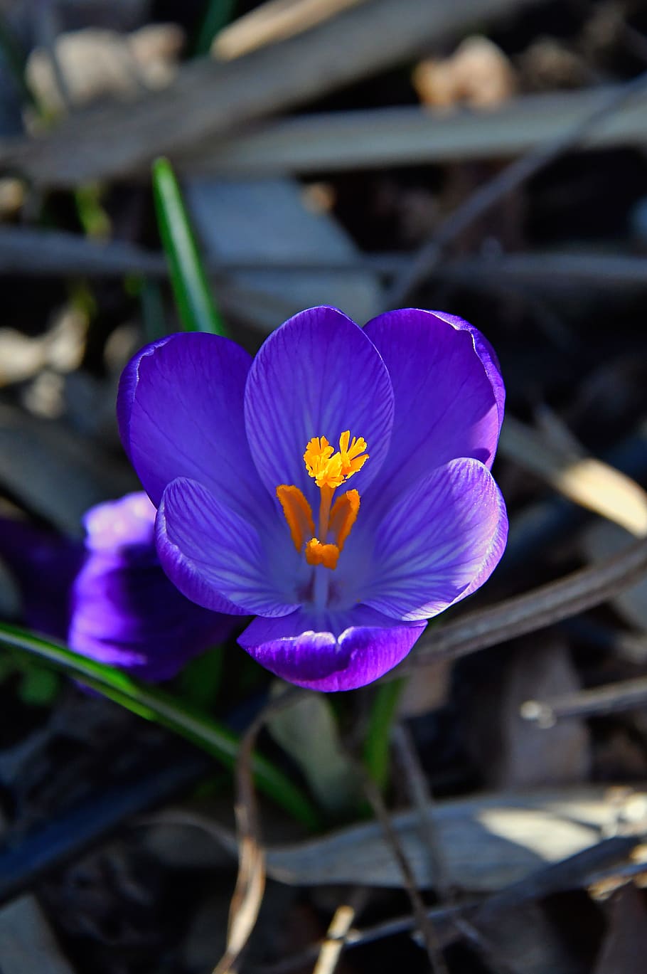 croccus, flower, spring, bloom, purple, flowers, flora, color HD wallpaper