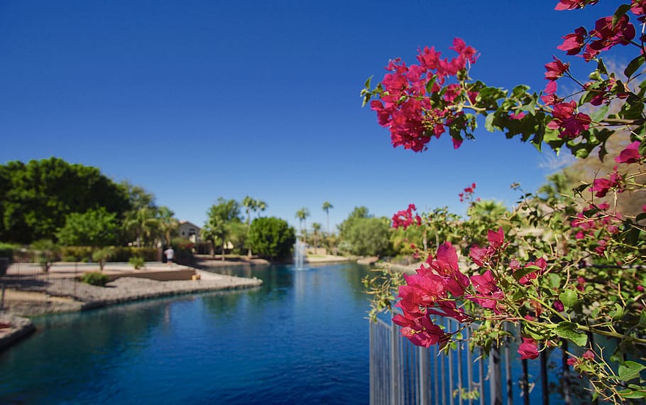 flower, lake, tree, plant, water, nature, flowering plant, sky HD wallpaper