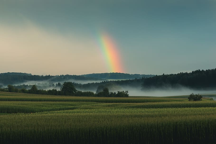 trees under rainbow, field, mountain, fog, haze, green, cloudy HD wallpaper