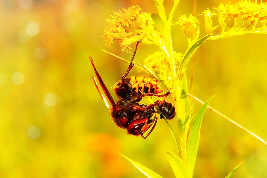 bee perched on plant, invertebrate, animal, hornet, andrena, insect HD wallpaper