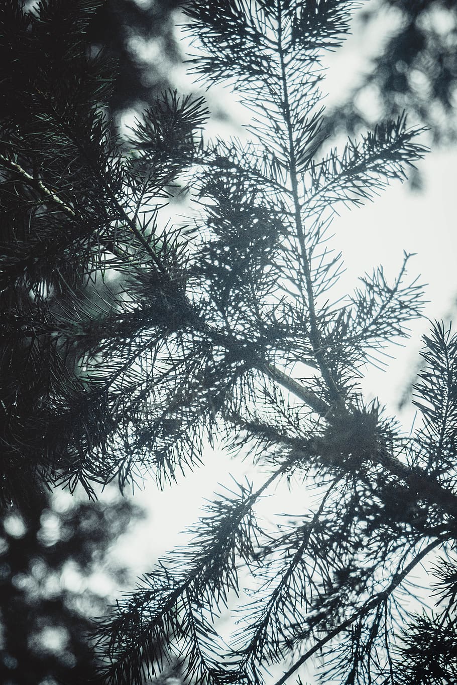 forest, dark, green, nature, trees, light, wallpaper, plant HD wallpaper