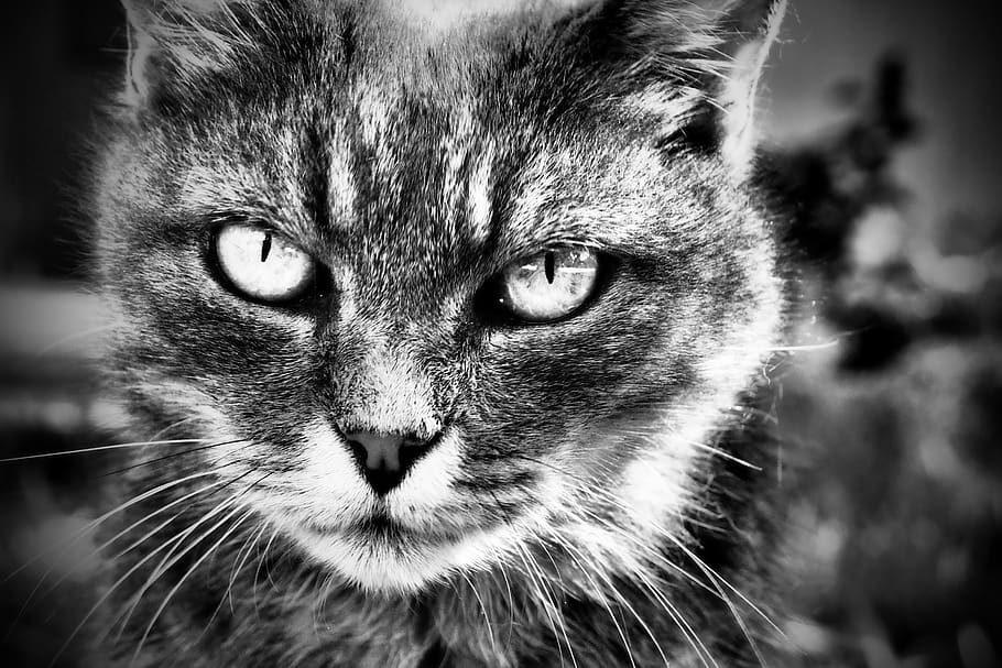 cat, b n, nero, eyes, nature, farm, mustache, nose, feline HD wallpaper