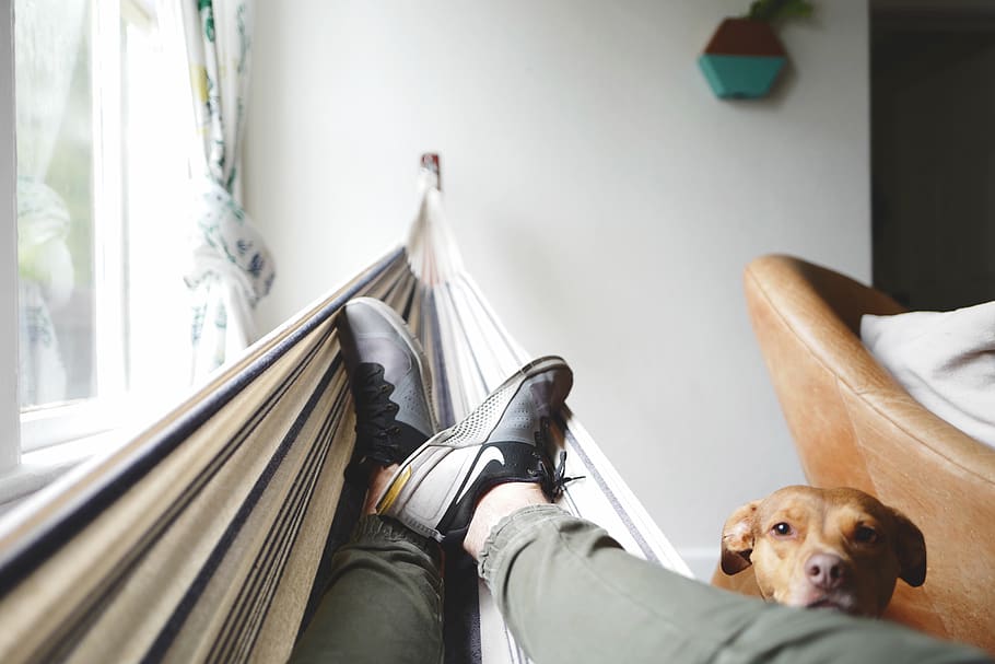 person on hammock, domestic, one animal, domestic animals, pets HD wallpaper