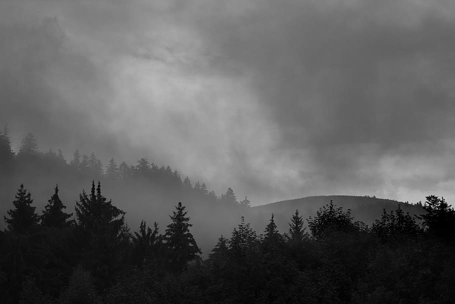 forest, mist, fog, tree, plant, beauty in nature, tranquil scene HD wallpaper