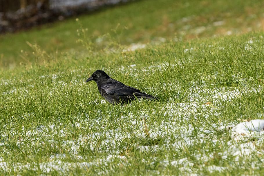 crow, grass, bird, animal, nature, raven bird, corvus, meadow HD wallpaper