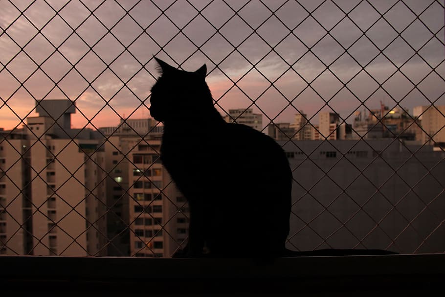 brazil, belo horizonte, sunset, belohorizonte, net, cat, city, HD wallpaper