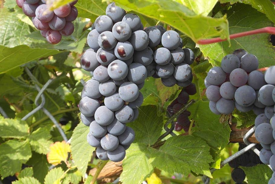 grapes, garden, fruit, vines, dark, healthy eating, food, food and drink HD wallpaper