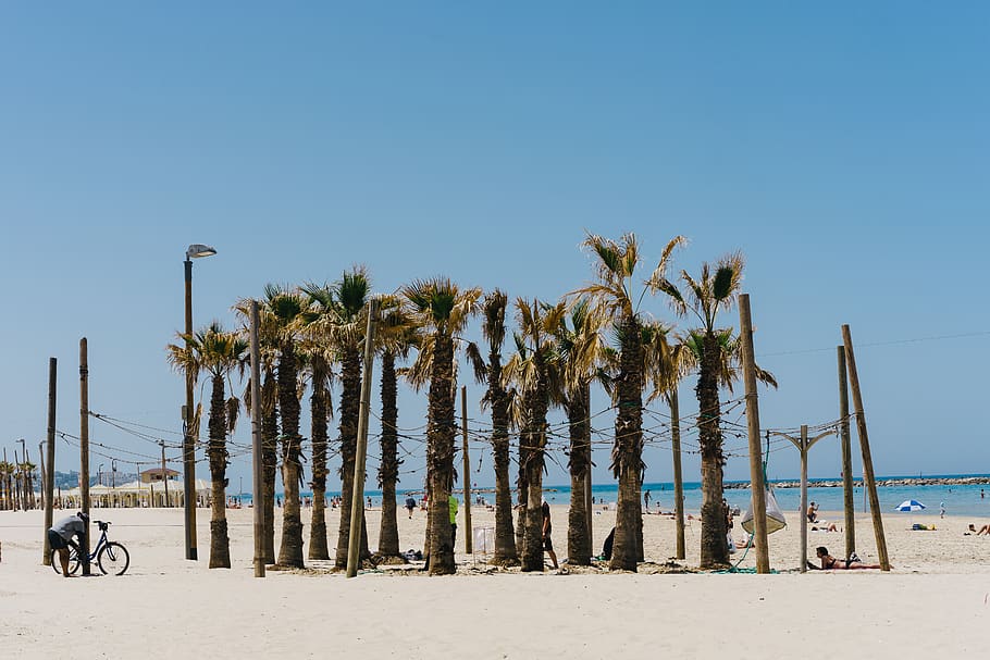 israel, tel aviv-yafo, background, trees, palm, hot, beach, HD wallpaper
