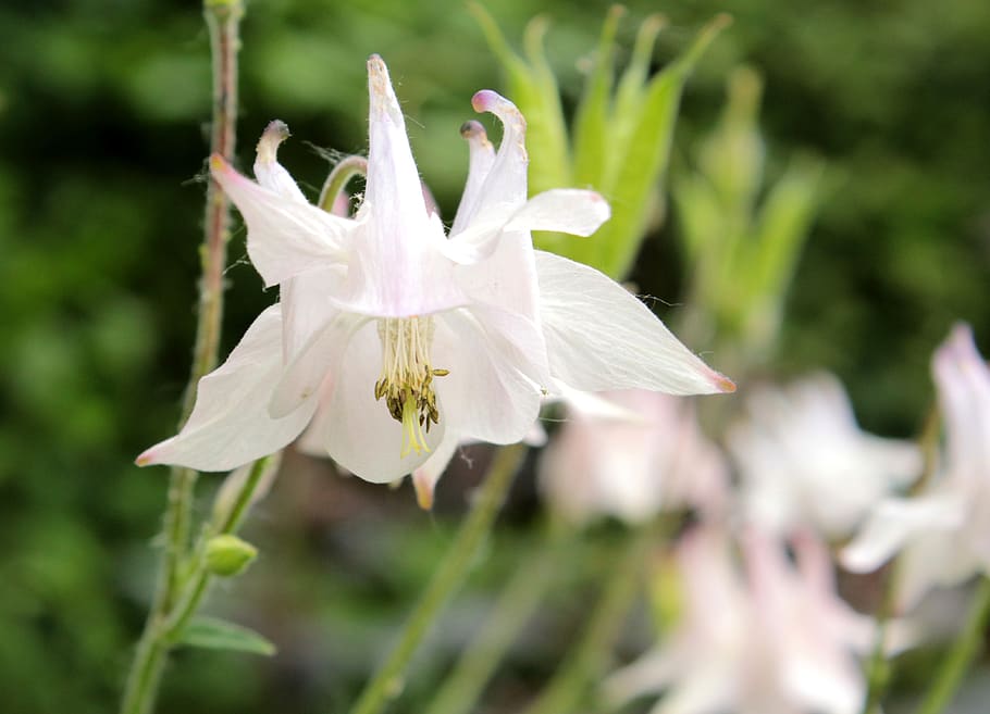 akelei, white, spring, flower, garden, aquilegia, petals, light pink HD wallpaper
