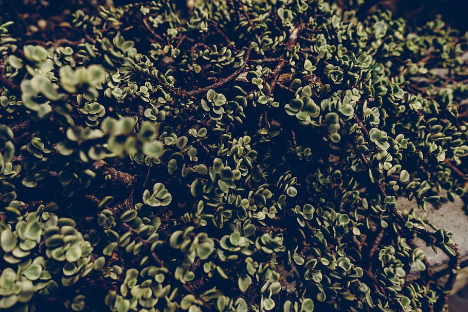 plant, succulent, botanical, leaf, stem, garden, no people HD wallpaper