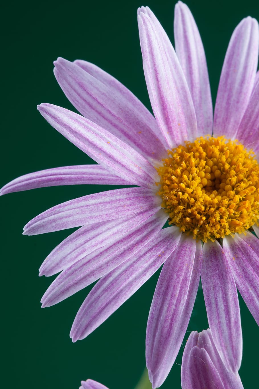 beautiful, closeup, flower, nature, nobody, petal, plant, spring HD wallpaper