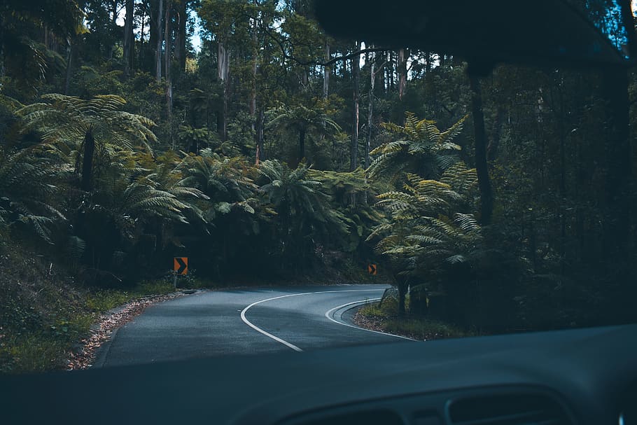 gray concrete road between tree at daytime, plant, transportation HD wallpaper