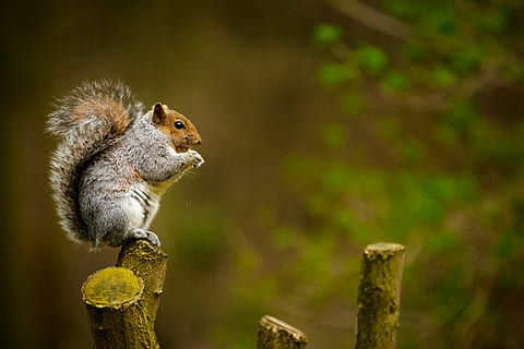 squirrel on tree trunk, animal, rodent, mammal, norfolk, united kingdom HD wallpaper