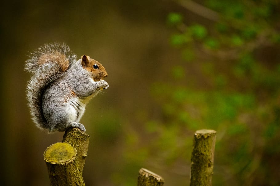 squirrel on tree trunk, animal, rodent, mammal, norfolk, united kingdom HD wallpaper