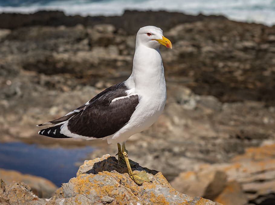 seagull, coast, surf, wave, beach, bird, water, nature, ocean HD wallpaper