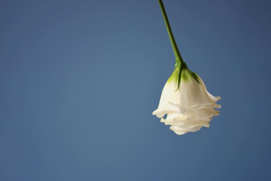 flower, still life, solid, beautiful, plant, studio shot, no people HD wallpaper