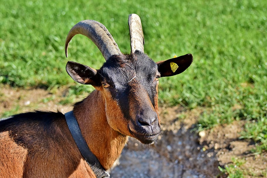 goat, billy goat, horns, bock, livestock, domestic goat, goat's head, HD wallpaper