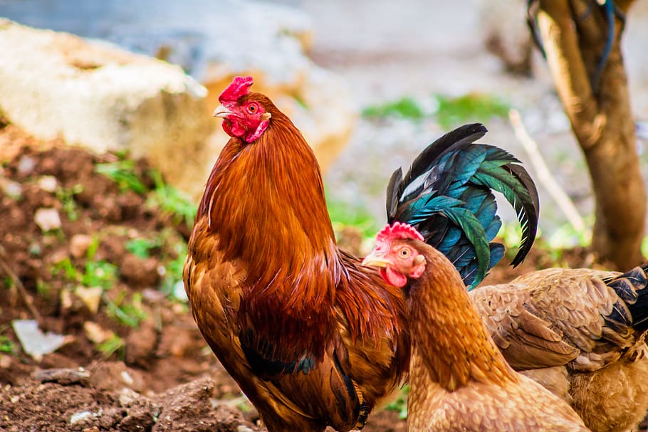 Two Brown Hen and One Red Rooster, animals, blurred background HD wallpaper