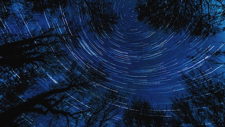 star trails, forest, night, time lapsel, space, tree, plant HD wallpaper