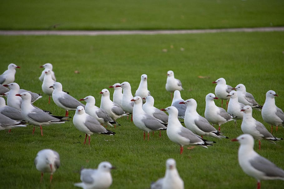 sea gull, grass, plant, animal, bird, white color, animal themes HD wallpaper