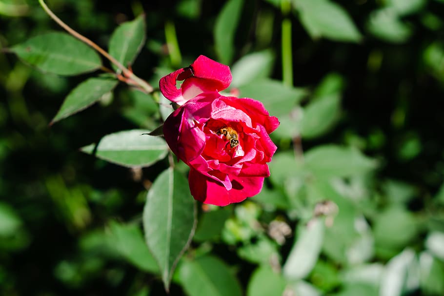 flower, flowering plant, beauty in nature, freshness, petal HD wallpaper