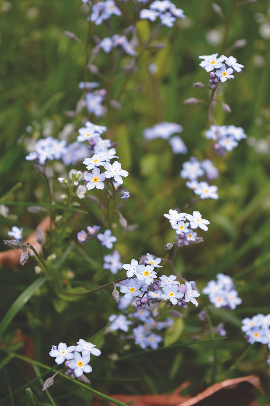 canada, windsor, light, soft, proviphoto, flowers, blue, nature HD wallpaper