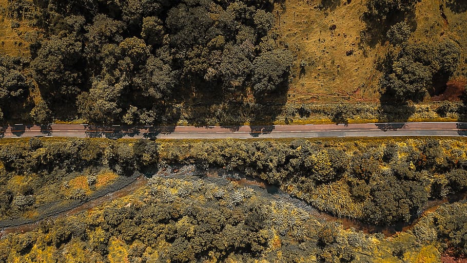 green trees beside road, plant, vegetation, nature, outdoors HD wallpaper
