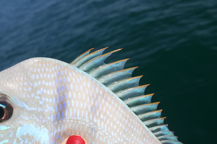 fishing, ocean, gulf, water, sea, no people, close-up, animal HD wallpaper