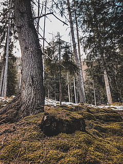 green-leafed tree, plant, tree trunk, rabbi, sp86, italy, fir HD wallpaper