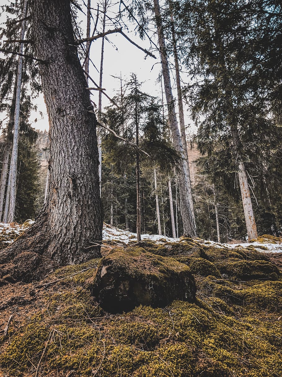 green-leafed tree, plant, tree trunk, rabbi, sp86, italy, fir HD wallpaper