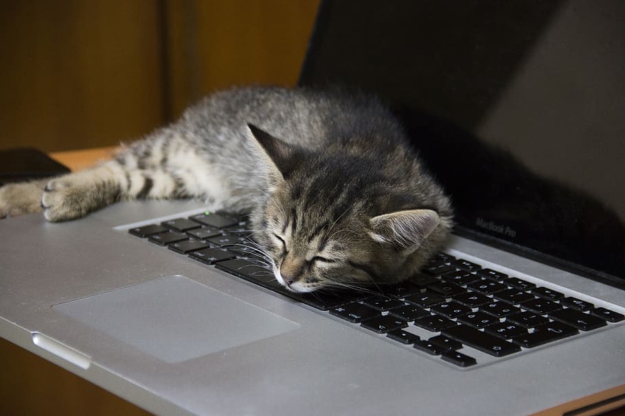 computer, electronics, pc, hardware, computer hardware, laptop HD wallpaper
