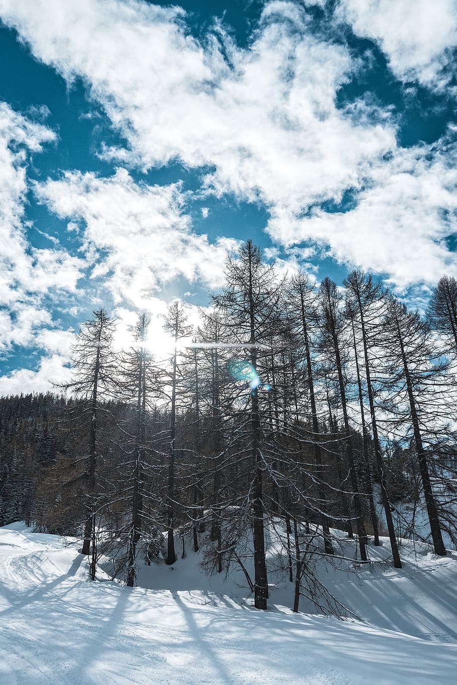 green tree, plant, fir, abies, outdoors, nature, conifer, pine HD wallpaper
