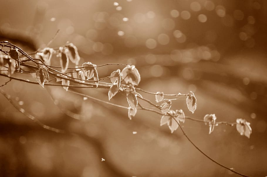 nature, tree, plant, live, spring, growth, driving branch, leaves HD wallpaper