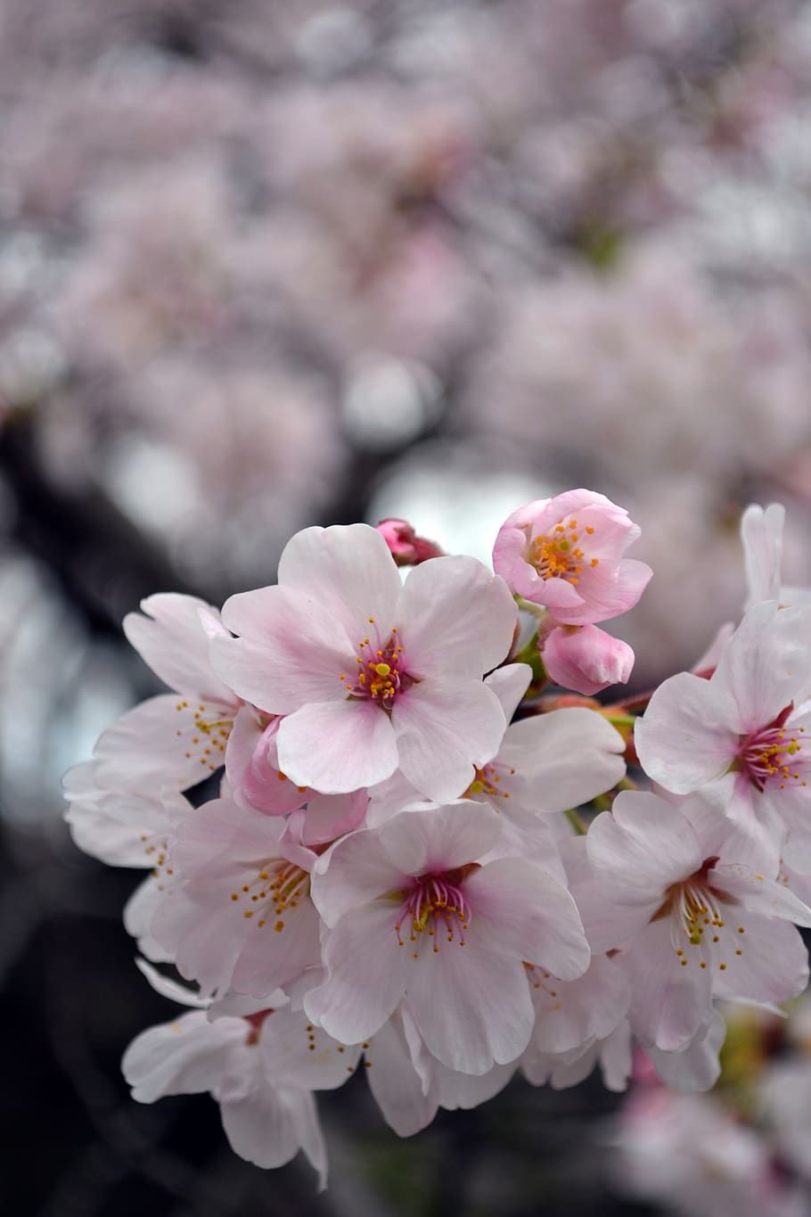 flower, sakura, japan, spring, pink, blossom, nature, flora HD wallpaper