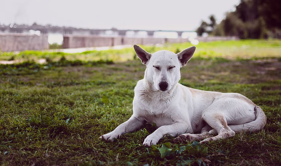 white dog resting on grass, pets, mammal, domestic animals, animal themes HD wallpaper