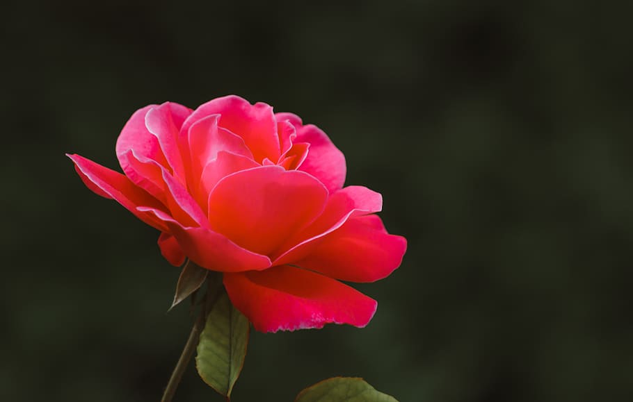 80+ Beautiful Flower Wallpaper IPhone 4k » Rskone.com