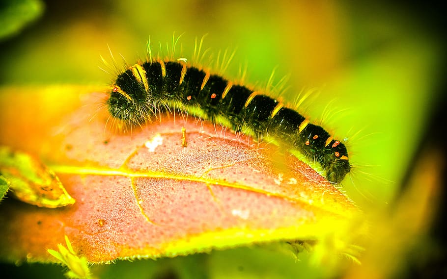 macro, nature, microcosm, beetles, leaf, plant part, close-up HD wallpaper