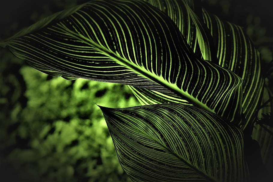Shallow Focus Photography of Green Plant Leaves, blurred background HD wallpaper