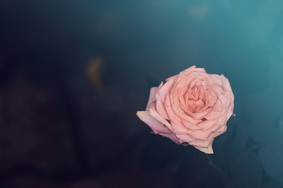 rose, garden, park, botonical, elegance, evening, isolated HD wallpaper