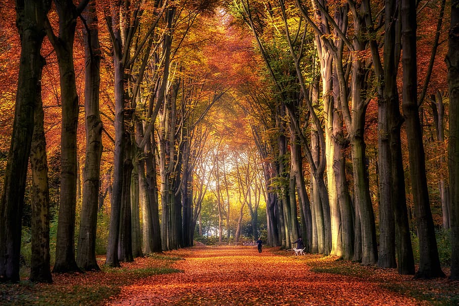 autumn, forest, avenue, leaves, colourful, autumn mood, fall foliage, HD wallpaper