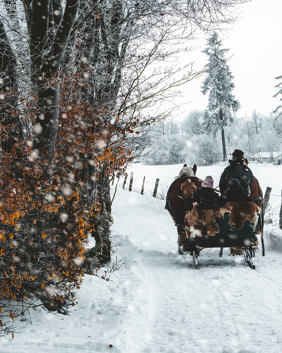 sleigh passing through tree, nature, outdoors, person, human HD wallpaper