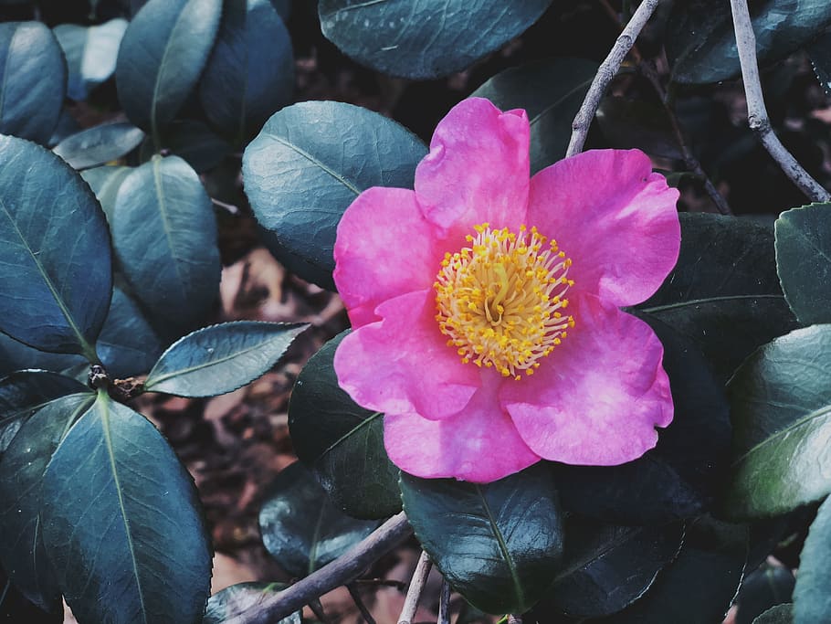 Close-up Photo of Pink Petaled Flower, beautiful, bloom, blooming HD wallpaper