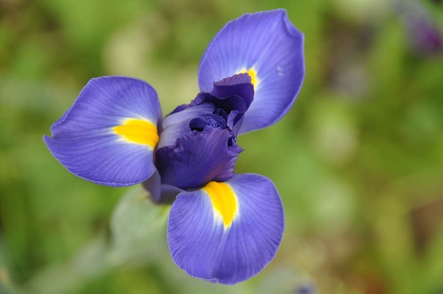 iris, flower, blue flower, summer, garden, flower of iris, iris wild HD wallpaper