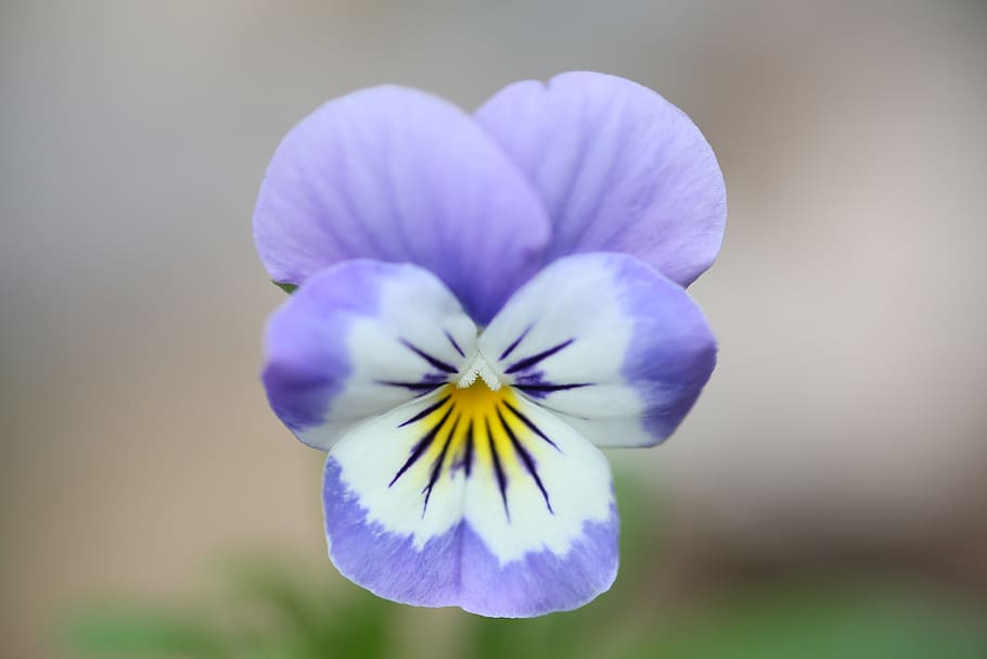 pansy, flower, flowering plant, freshness, petal, close-up HD wallpaper