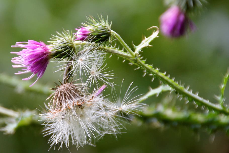 netherlands, rotterdam, flower, flowering plant, freshness HD wallpaper