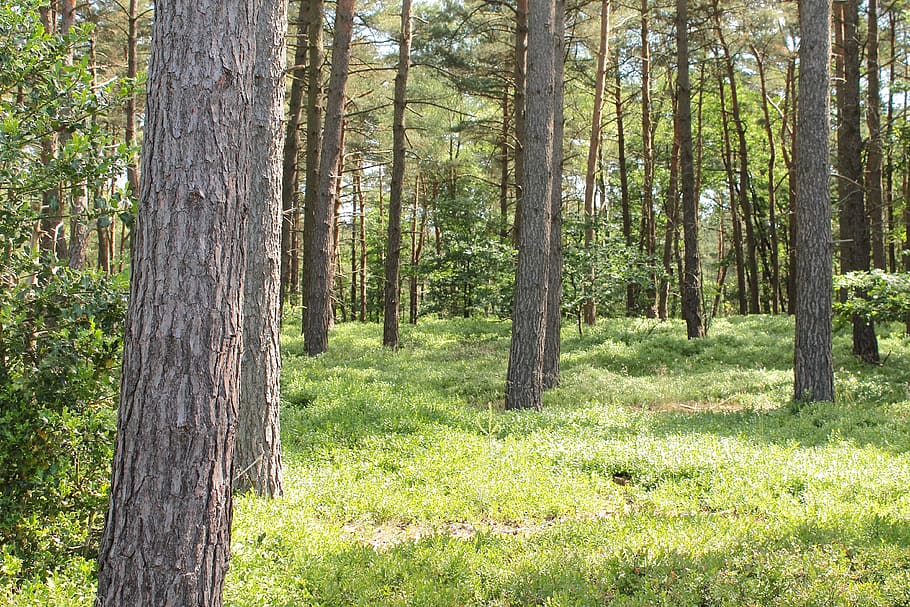 forest, trees, ecology, environment, landscape, plant, nature HD wallpaper